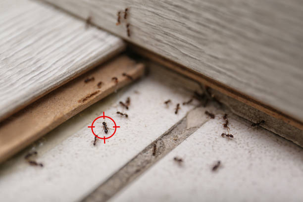 Best Pest Inspection Near Me  in Montebello, NY