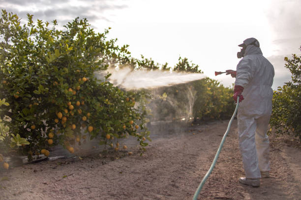 Best Best Pest Control Companies  in Montebello, NY