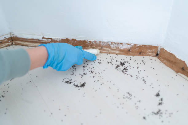 Professional Pest Control in Montebello, NY
